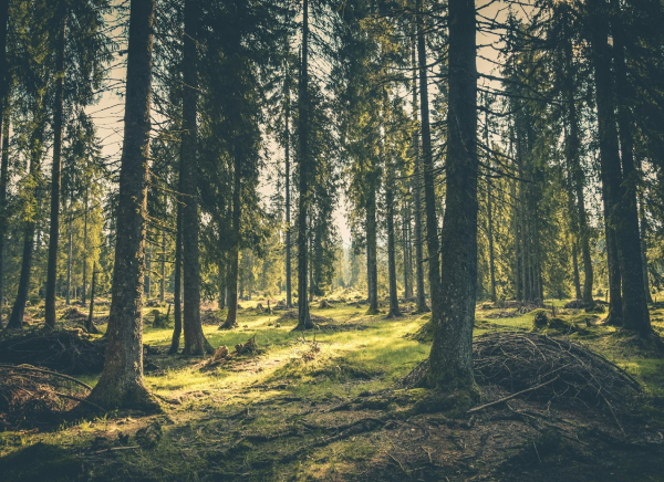 Forest Footprint